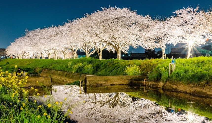 水面に映る夜桜