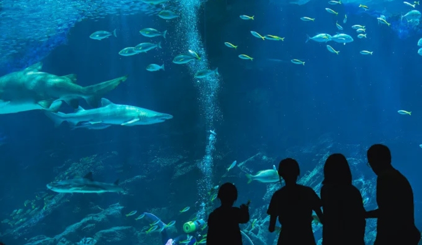 水族館の家族