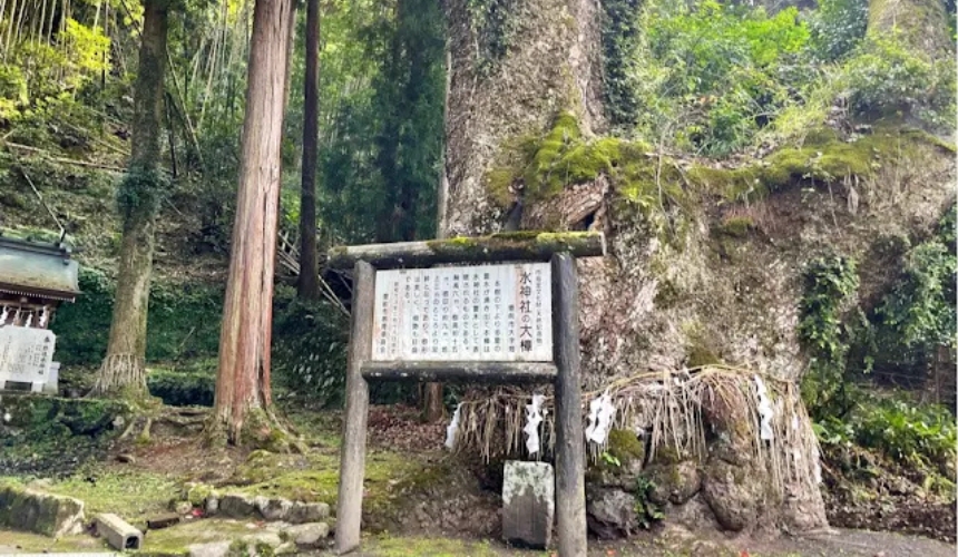 樹木