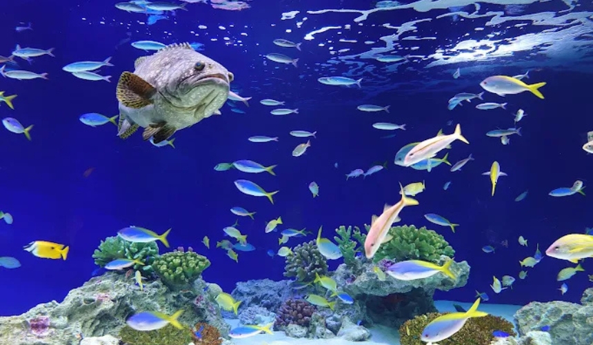 色んな魚
