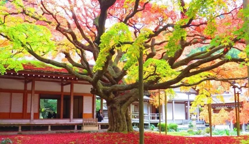 大楓