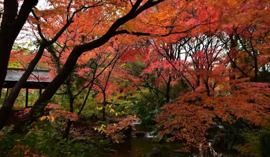 紅葉