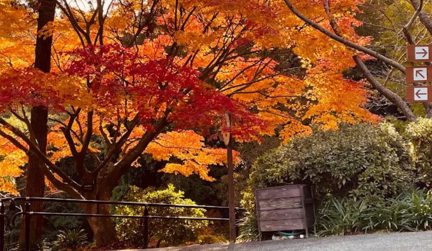 紅葉