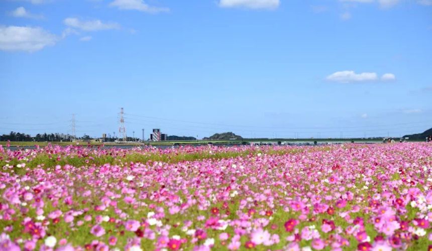 一面のコスモス