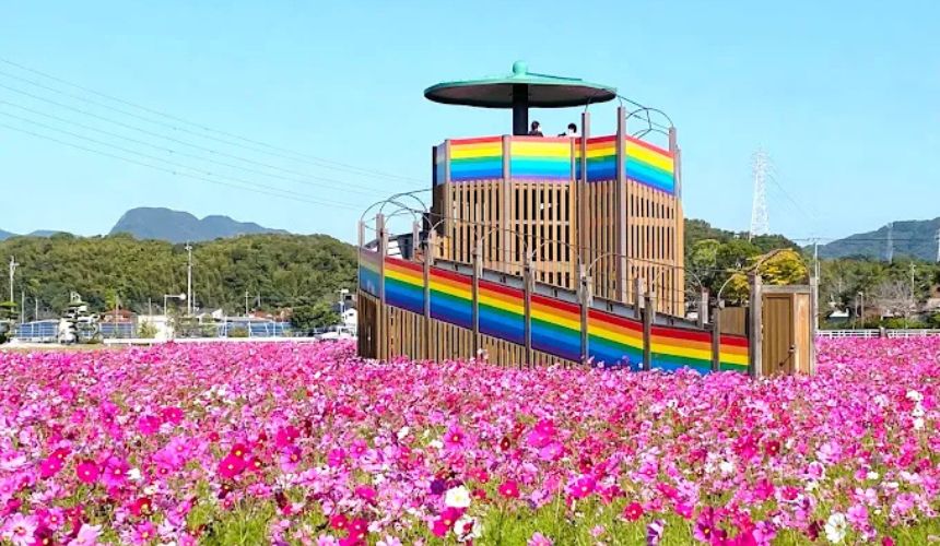展望台とコスモス