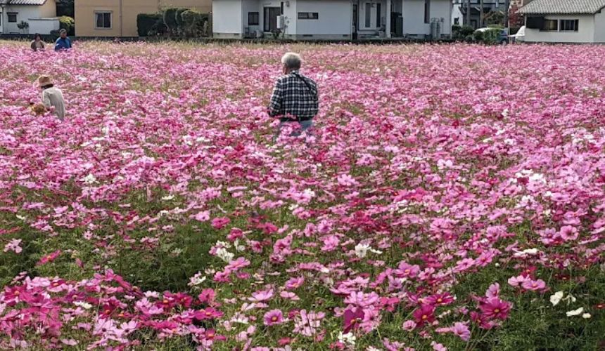 一面のコスモス