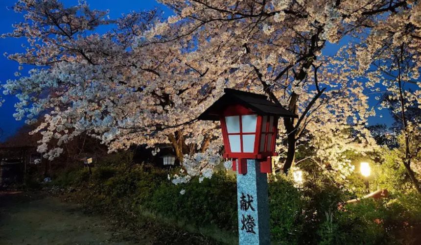 夜の桜