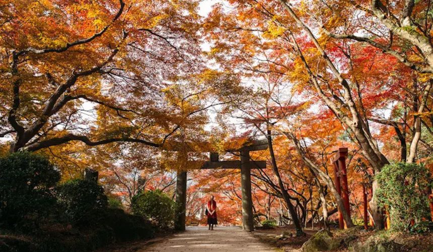 一面の紅葉