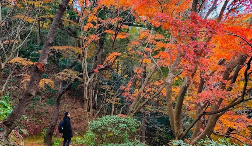 紅葉を眺める人