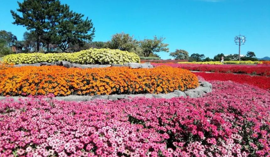 色とりどりの花