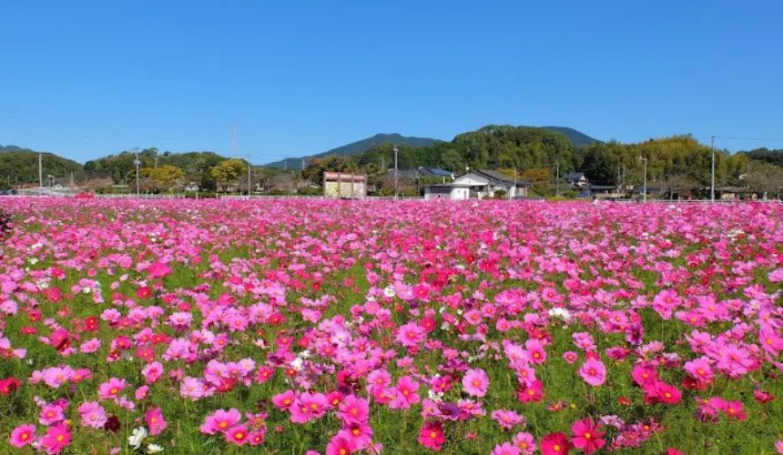 一面のコスモス