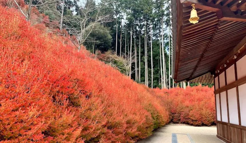 境内の紅葉