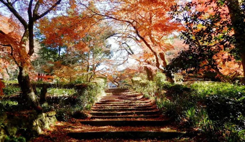 紅葉